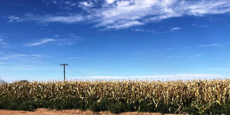 REPORTA SEPADA AFECTACIÓN EN CULTIVOS DE MAÍZ Y GARBANZO EN COMONDÚ, POR BAJAS TEMPERATURAS