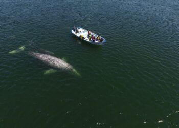 Invita Gobierno del Estado al Festival Internacional de la Ballena Gris en López Mateos