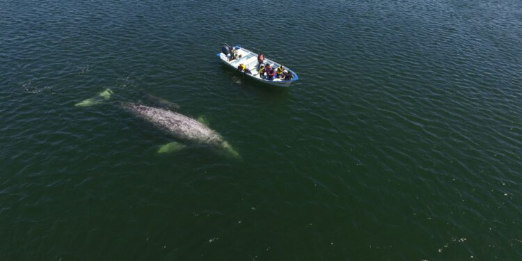 Invita Gobierno del Estado al Festival Internacional de la Ballena Gris en López Mateos