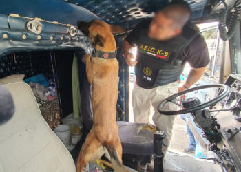 LUCIO Y MEZA SON LOS NUEVOS AGENTES CANINOS INTEGRANTES DE LA AGENCIA ESTATAL DE INVESTIGACIÓN CRIMINAL