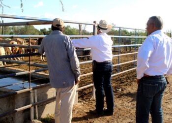 TRABAJAN EN LA CONFORMACIÓN DE UN FONDO DE ASEGURAMIENTO A FAVOR DEL SECTOR PECUARIO