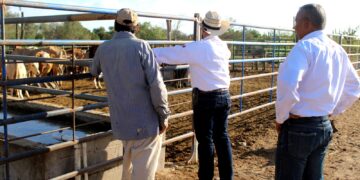 TRABAJAN EN LA CONFORMACIÓN DE UN FONDO DE ASEGURAMIENTO A FAVOR DEL SECTOR PECUARIO