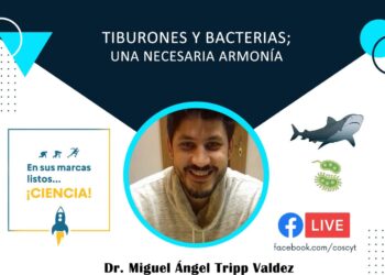 Invitan a charla en línea sobre la armonía necesaria entre tiburones y bacterias en el Golfo de California