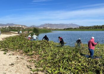 Más de 20 toneladas de lirio se retiraron del Estero Josefino durante la Mega Jornada de limpieza