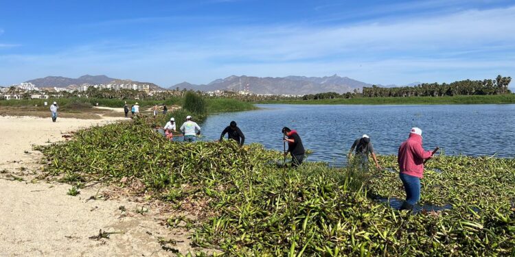 Más de 20 toneladas de lirio se retiraron del Estero Josefino durante la Mega Jornada de limpieza