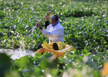 Se extraen hasta 1.2 toneladas diarias de lirio acuático en el Estero Josefino