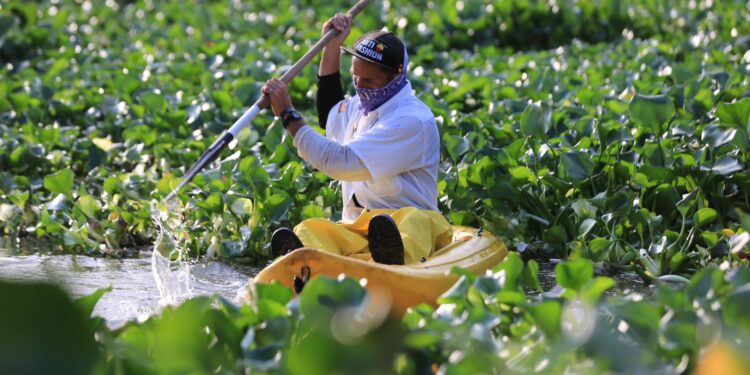 Se extraen hasta 1.2 toneladas diarias de lirio acuático en el Estero Josefino