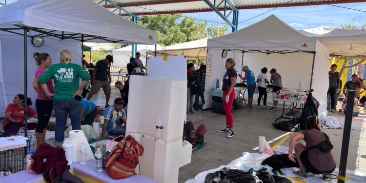 Se sumaron 250 canes y felinos más a las Jornadas de Esterilización impulsadas por la Coordinación Pro-Animal Los Cabos y Casa Sheila A.C.