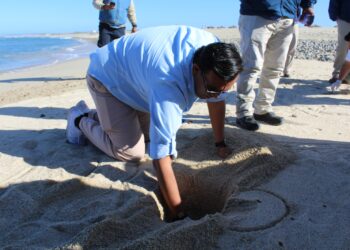En Los Cabos se prepara la Dirección de Ecología y Medio Ambiente ante la próxima temporada de la tortuga Golfina