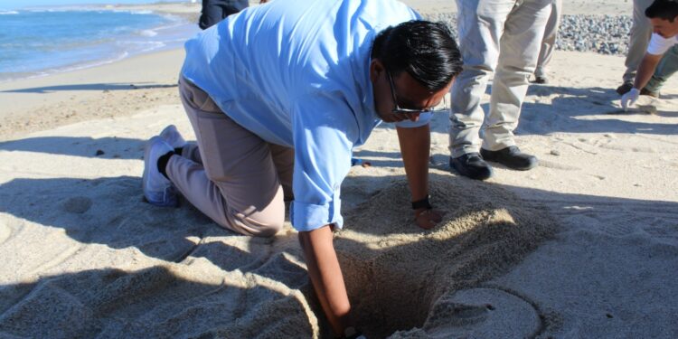 En Los Cabos se prepara la Dirección de Ecología y Medio Ambiente ante la próxima temporada de la tortuga Golfina