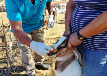 Brinda Ayuntamiento de La Paz atención veterinaria al ganado en comunidades