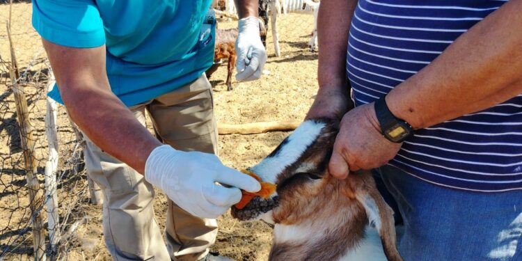 Brinda Ayuntamiento de La Paz atención veterinaria al ganado en comunidades
