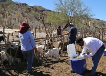 Continúan apoyos a productores ganaderos con atención veterinaria