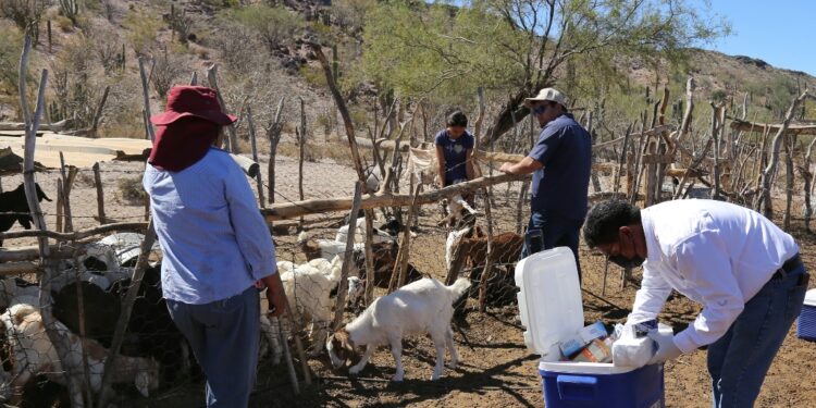 Continúan apoyos a productores ganaderos con atención veterinaria