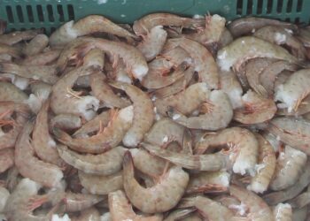 INICIA VEDA DEL CAMARÓN EN LITORAL DEL OCÉANO PACÍFICO