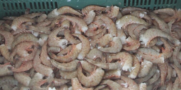 INICIA VEDA DEL CAMARÓN EN LITORAL DEL OCÉANO PACÍFICO