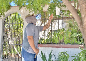 REFUERZA SALUD PROGRAMA WOLBACHIA EN COLONIAS DE LA PAZ PARA PREVENCIÓN DEL DENGUE