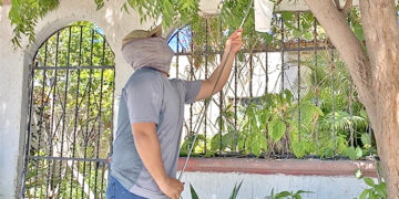REFUERZA SALUD PROGRAMA WOLBACHIA EN COLONIAS DE LA PAZ PARA PREVENCIÓN DEL DENGUE