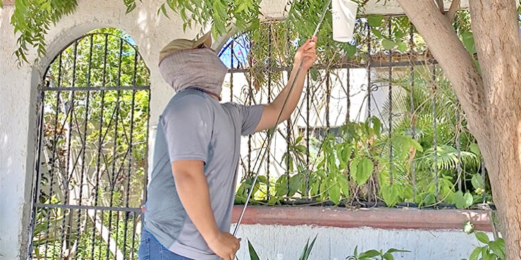 REFUERZA SALUD PROGRAMA WOLBACHIA EN COLONIAS DE LA PAZ PARA PREVENCIÓN DEL DENGUE