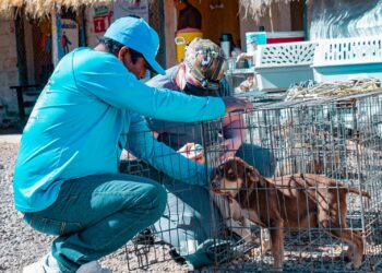 ARRANCA CAMPAÑA DE ESTERILIZACIÓN EN SANTA ROSALÍA