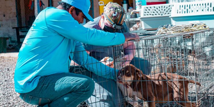 ARRANCA CAMPAÑA DE ESTERILIZACIÓN EN SANTA ROSALÍA