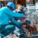 ARRANCA CAMPAÑA DE ESTERILIZACIÓN EN SANTA ROSALÍA