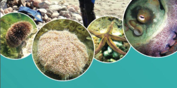 Presentan libro de flora y fauna marina de la Bahía de La Paz: una guía para buzos y amantes del mar