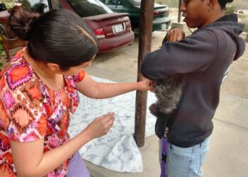Realiza CEMAC Campaña de Esterilización en Todos Santos