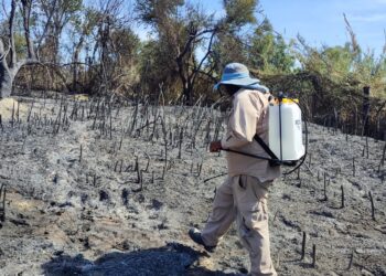 Realiza Dirección de Ecología y Medio Ambiente recorrido en zona siniestrada en la reserva del Estero de San José del Cabo