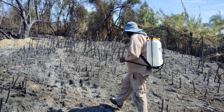 Realiza Dirección de Ecología y Medio Ambiente recorrido en zona siniestrada en la reserva del Estero de San José del Cabo