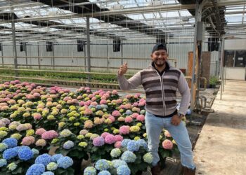 Hay oportunidades de trabajo en Canadá: anuncia SNE-BCS