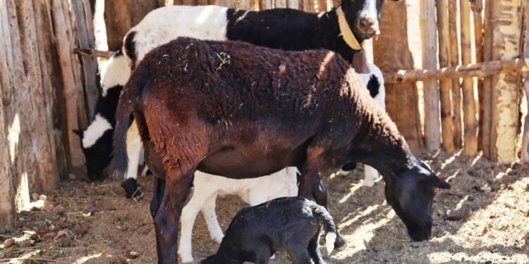 Busca Ayuntamiento estrategias para mejorar la producción de carne ovina