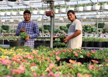 Oportunidad de trabajo en Canadá: anuncia SNE-BCS