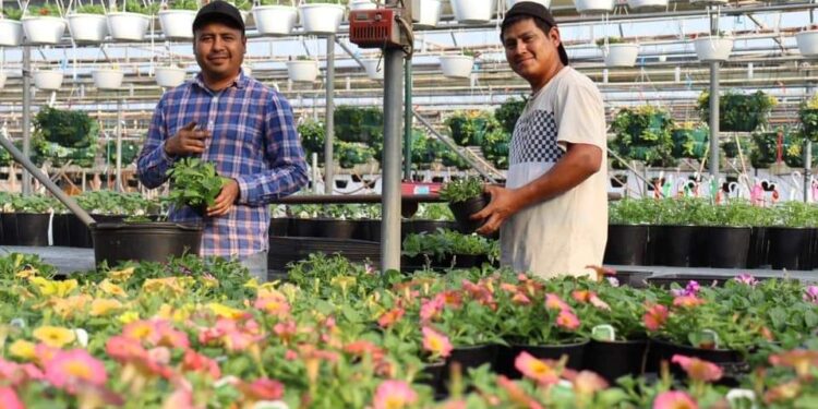 Oportunidad de trabajo en Canadá: anuncia SNE-BCS