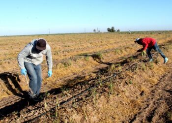 PRODUCE BCS MÁS DE 60 MIL TONELADAS DE ESPÁRRAGO