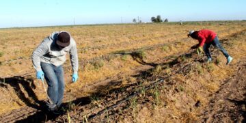 PRODUCE BCS MÁS DE 60 MIL TONELADAS DE ESPÁRRAGO