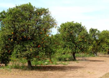 ESTIMAN EN 2023 PRODUCCIÓN DE 70 MIL TONELADAS DE NARANJA EN BCS