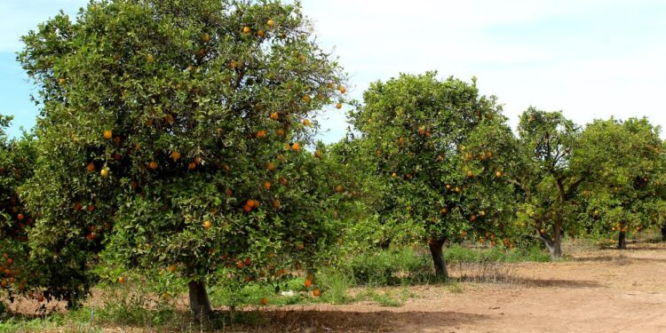 ESTIMAN EN 2023 PRODUCCIÓN DE 70 MIL TONELADAS DE NARANJA EN BCS