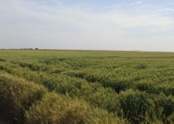 ESTIMAN QUE COSECHA DE TRIGO EN EL &nbsp; &nbsp; &nbsp; &nbsp; &nbsp; &nbsp; &nbsp; &nbsp; VSD SUPERE LAS 26 MIL TONELADAS