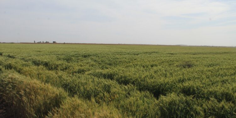 ESTIMAN QUE COSECHA DE TRIGO EN EL &nbsp; &nbsp; &nbsp; &nbsp; &nbsp; &nbsp; &nbsp; &nbsp; VSD SUPERE LAS 26 MIL TONELADAS