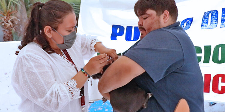 CONTINÚA BAJA CALIFORNIA SUR SIN CASOS DE RABIA EN ANIMALES DOMÉSTICOS: SSA