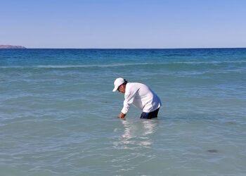 EL AGUA DE MAR DE PLAYA TECOLOTE ESTÁ EN CONDICIONES SANITARIAS ÓPTIMAS PARA USO RECREATIVO: COEPRIS