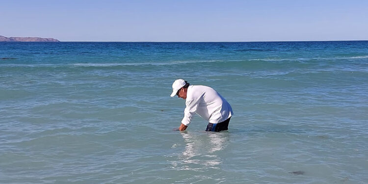 EL AGUA DE MAR DE PLAYA TECOLOTE ESTÁ EN CONDICIONES SANITARIAS ÓPTIMAS PARA USO RECREATIVO: COEPRIS