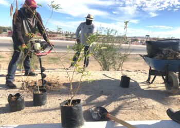 Inician trabajos de reforestación en la entrada del Eco Parque