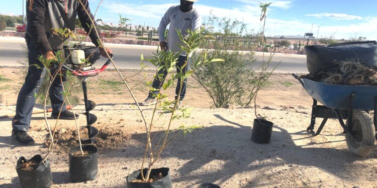 Inician trabajos de reforestación en la entrada del Eco Parque