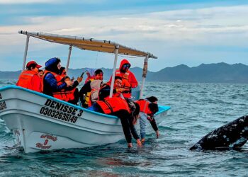 Más de 35 mil visitantes durante la temporada de avistamiento de la ballena gris en Puerto Chale
