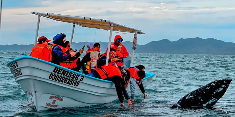 Más de 35 mil visitantes durante la temporada de avistamiento de la ballena gris en Puerto Chale