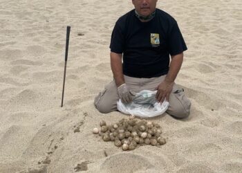 Inician las primeras anidaciones de Tortugas Marinas en Los Cabos
