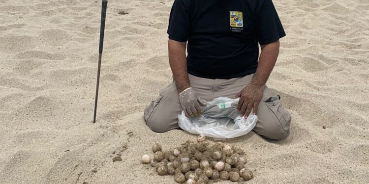 Inician las primeras anidaciones de Tortugas Marinas en Los Cabos