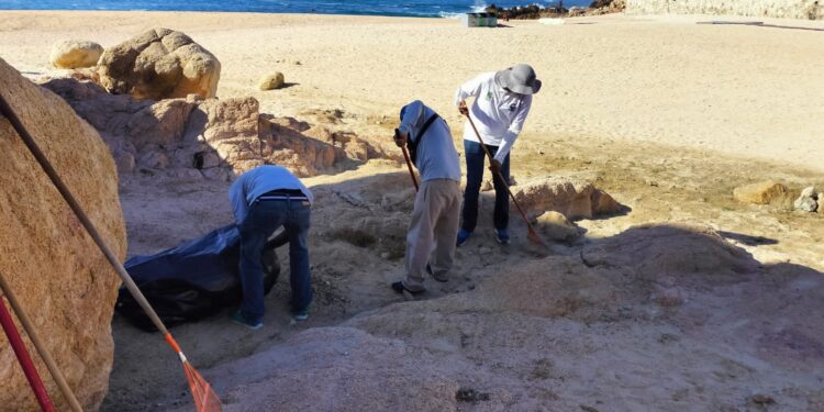 De cara a la temporada ciclónica, refuerza Zofemat Los Cabos los trabajos de limpieza en zonas adyacentes a las playas